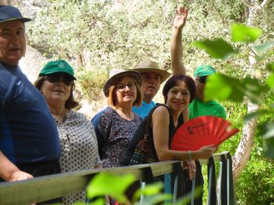 fotos de olivares